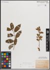 Foto von Salix caprea L. x Salix silesiaca Willd.
